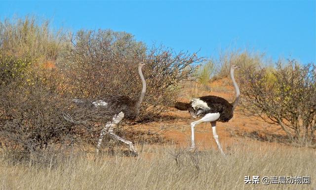 鸵鸟把头埋进沙子的原因,鸵鸟是不是真的很胆小