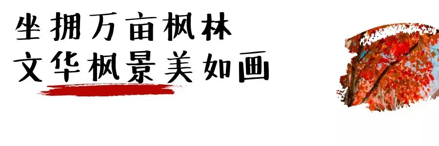 不输武大樱花，文华学院美“枫”了