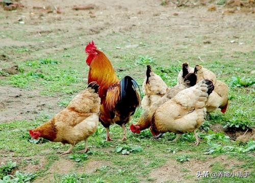 散养土鸡养殖成本计算方法有哪些,散养土鸡的成本与利润是多少