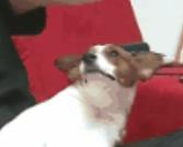 韩国追什么中国剧,在韩国看中国剧