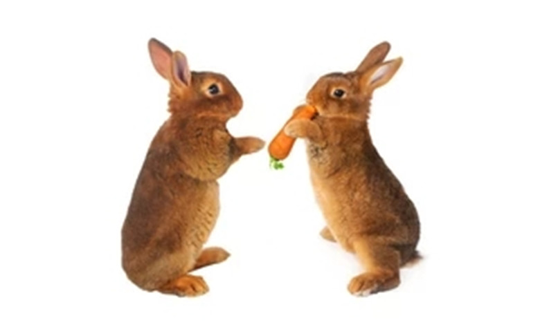 兔子饲养方法玉米可以喂兔子吗,饲养兔子的正确方法小视频