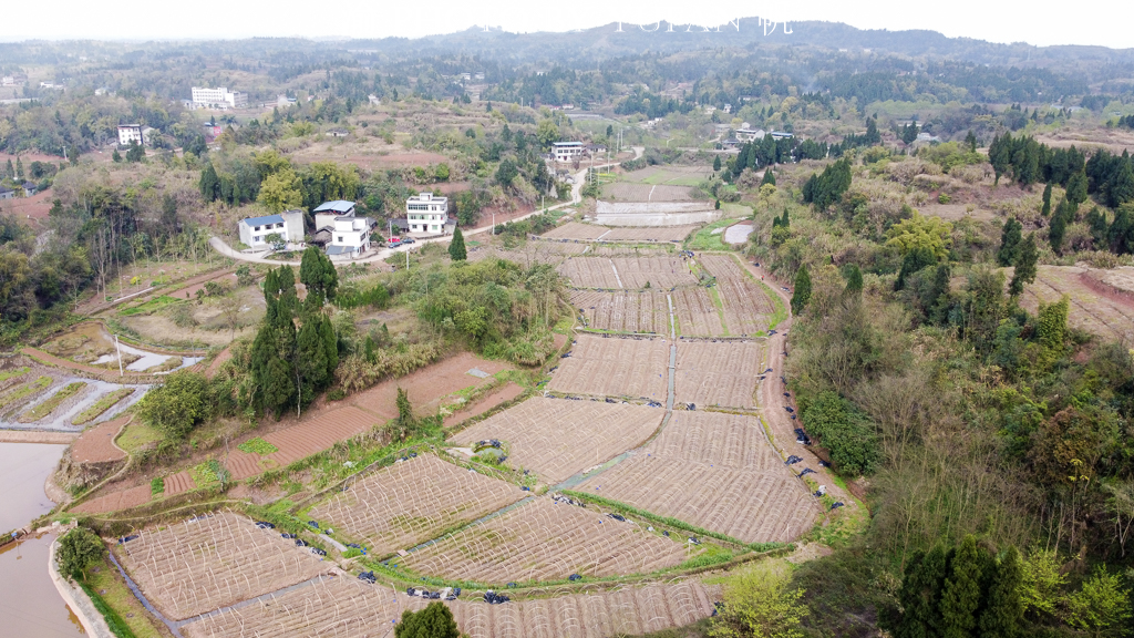 受新冠疫情影响，重庆潼南10万斤姬松茸销售受阻，老板欲哭无泪