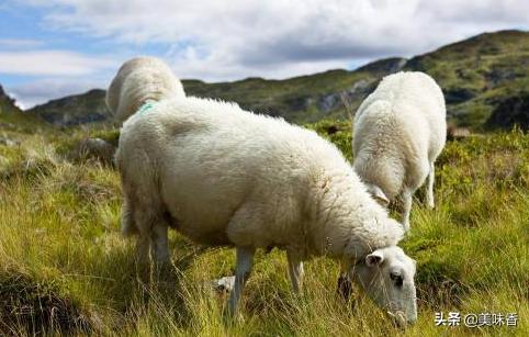 绵羊脱毛掉毛吃毛怎么回事,绵羊脱毛最好的治疗方法