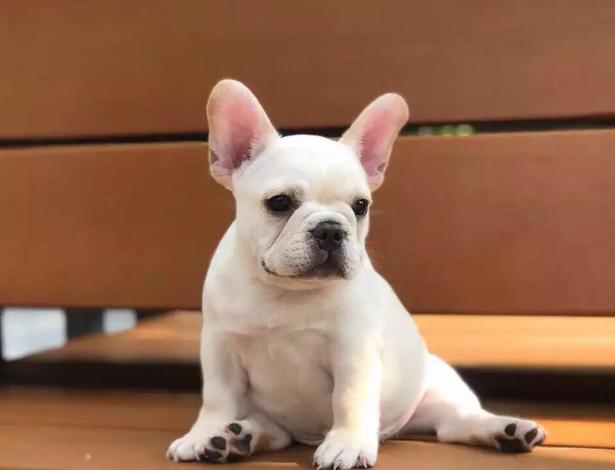 法斗呕吐白色泡沫粘液食欲正常,法斗发情的时候会影响食欲吗