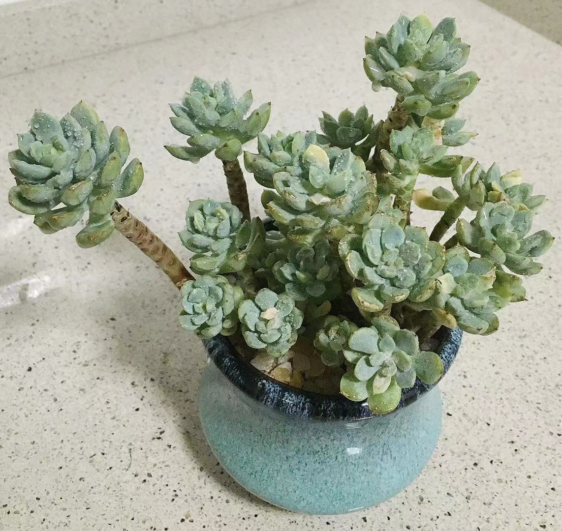 多肉得了病怎样治疗,多肉得白毛病怎么办