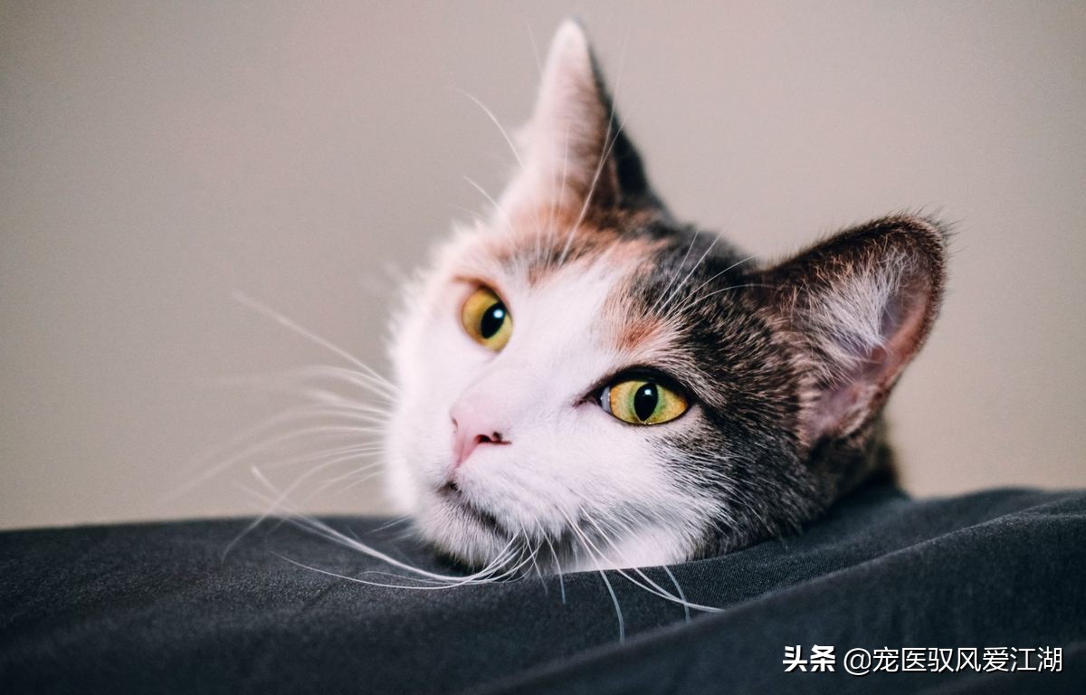 为什么猫咪便秘都这么可爱呢,猫咪习惯性便秘怎么办