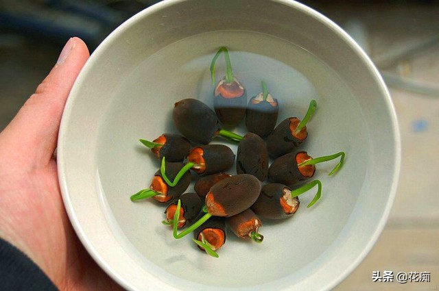 种植碗莲全过程日记,碗莲种藕成长记录