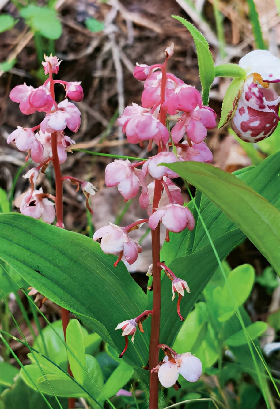 林草知识普及,林草科普讲解