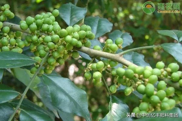 种植花椒最忌讳的地方,江津花椒种植管理技术与技巧