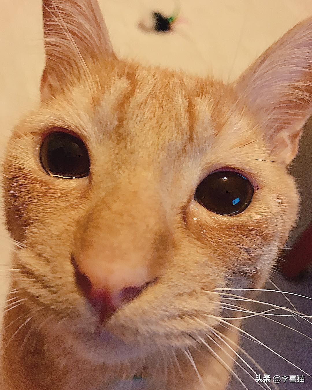 辟谣猫咪并非黑夜都能看得清,猫咪流泪跟猫粮有关吗