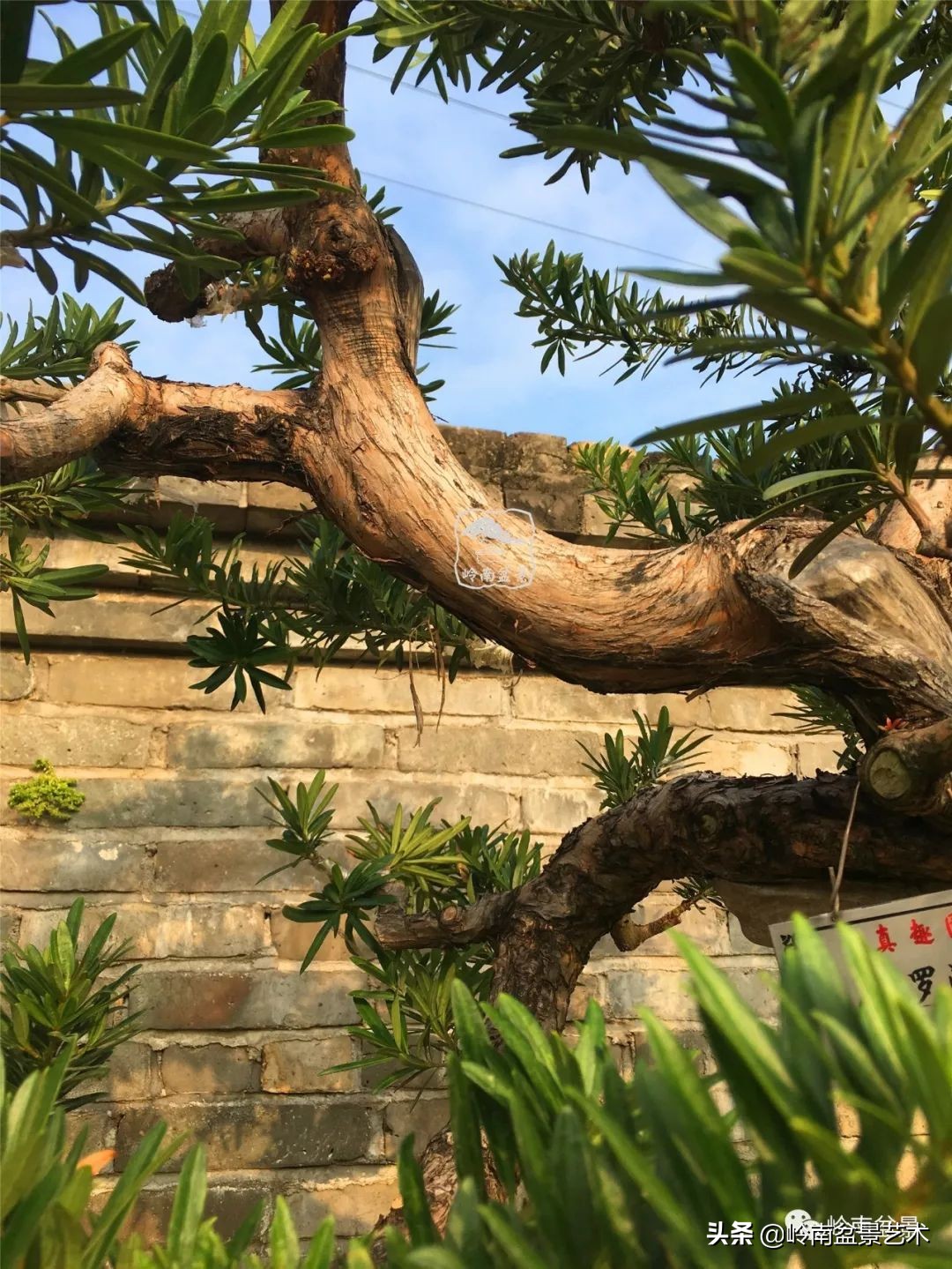 旺财罗汉松,罗汉松招财还是挡煞