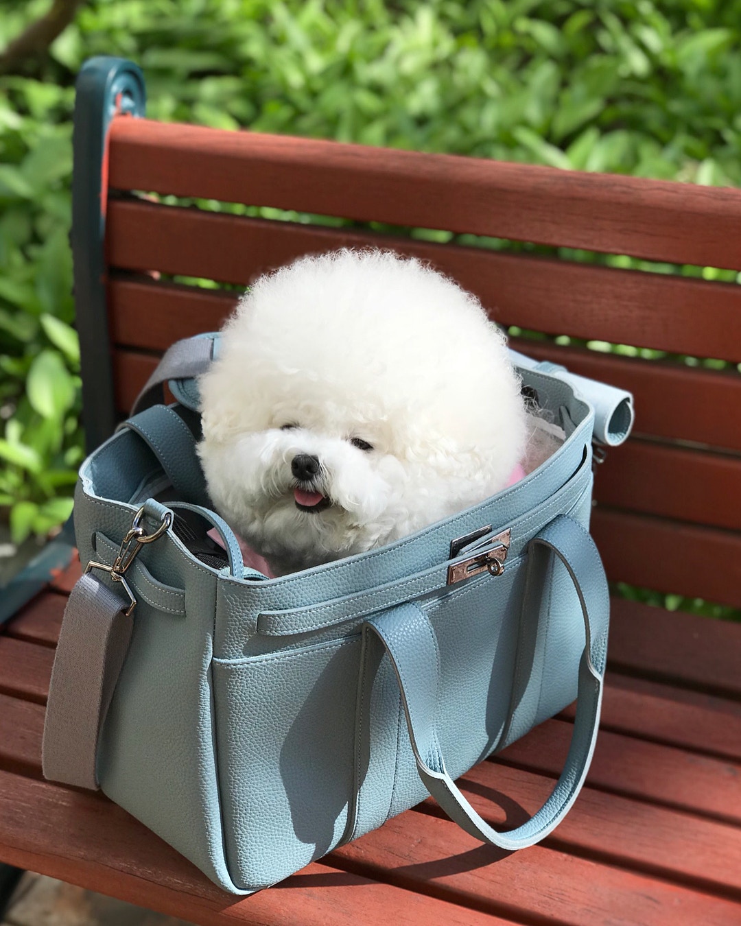 比熊犬怎么养毛发更白,比熊犬怎么养没有泪痕