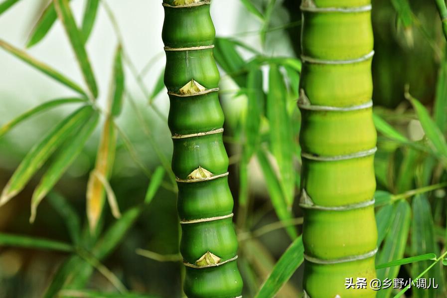 富贵竹子叶子发黄怎么补救,水插竹子为什么叶子发黄