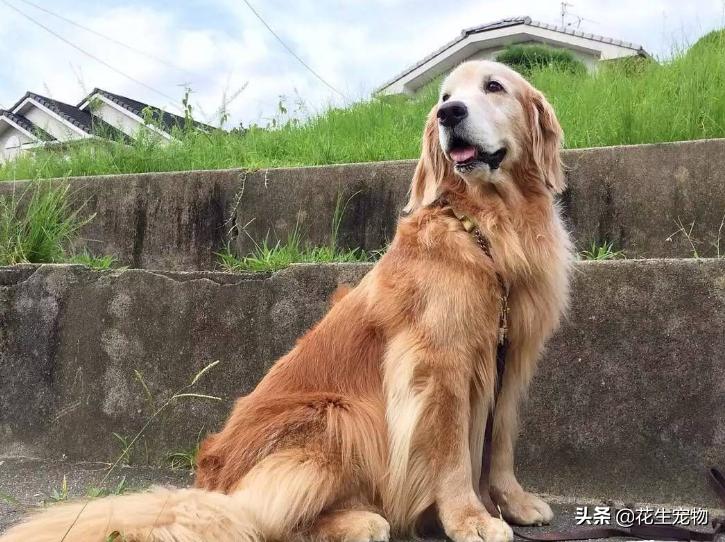 养金毛犬是养公的好还是母的好,金毛犬公的好养还是母的好养