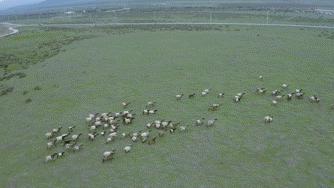 「Norden」草原上的缄默声