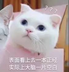 养猫后遇到的奇葩事,家里猫很多用豆腐猫砂合适吗