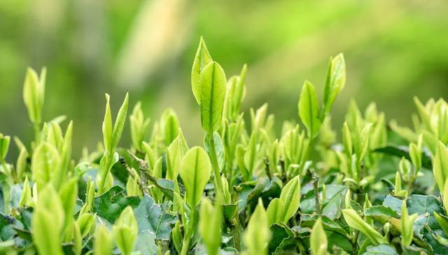 日本名茶,土山茶在福建叫什么茶