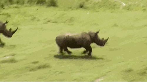 詹姆斯和张伟丽,詹姆斯能不能打赢大猩猩