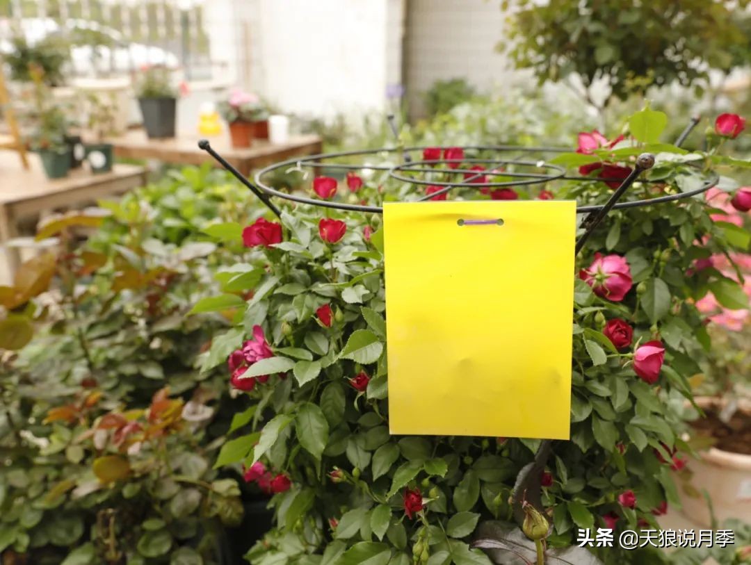 不用再羡慕别人家的院子,庭院养护全攻略