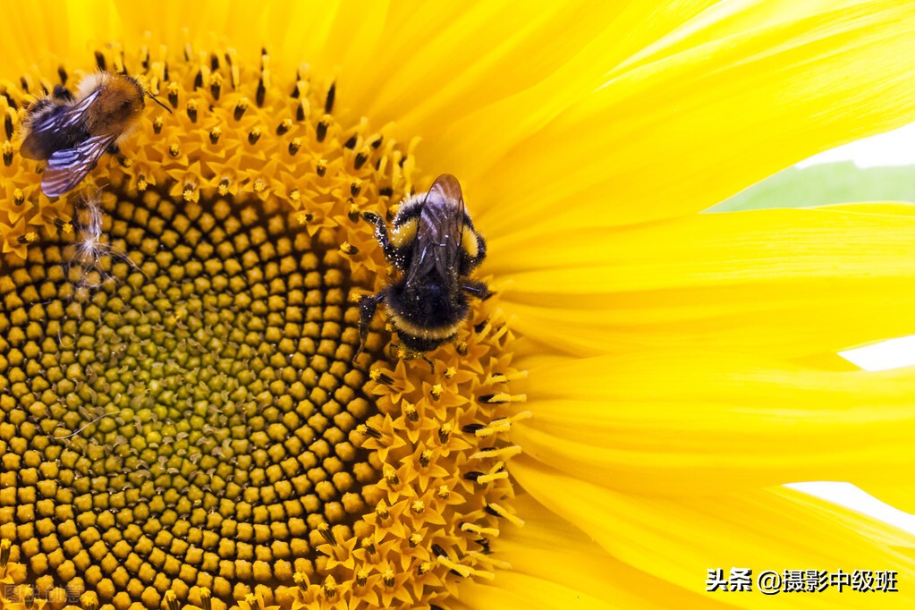 拍向日葵的教程,向日葵拍花技巧