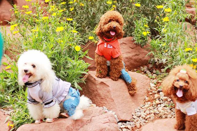 泰迪褪色了恢复有妙招吗,泰迪褪色怎么恢复快