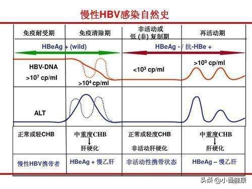 乙肝抗病毒治疗的药物的选择,乙肝基因b型适合哪种药物抗病毒