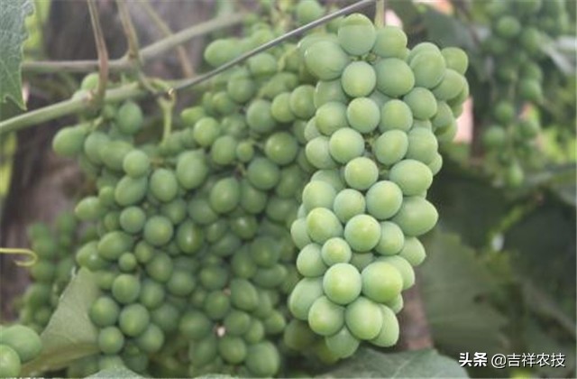大青葡萄栽培方面的知识要点，你都会吗？来学学种植管理