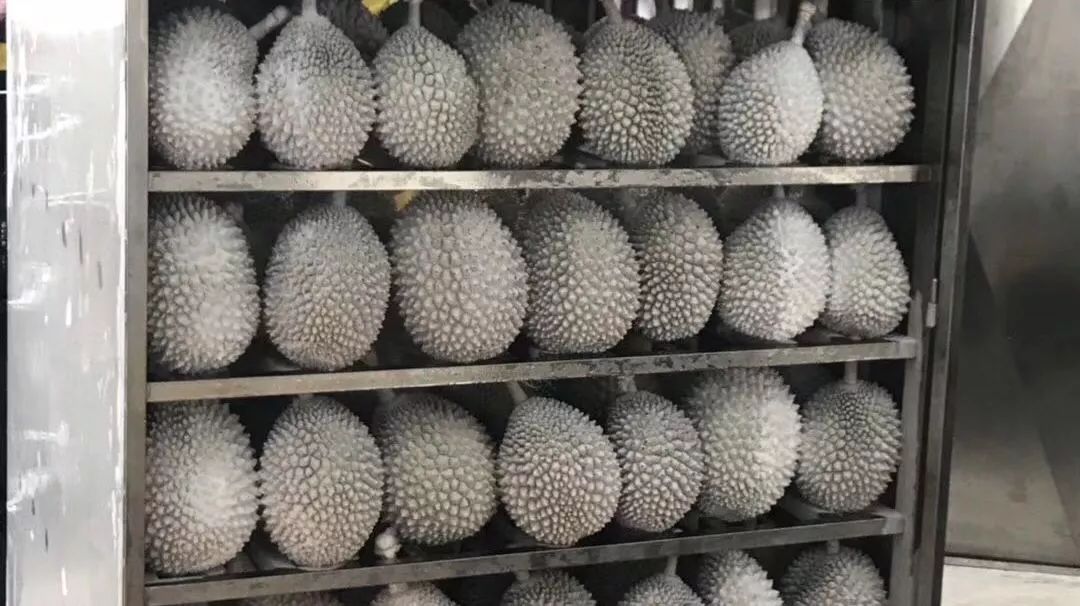 猫山王榴莲上市了吗,猫山王榴莲几月份成熟上市