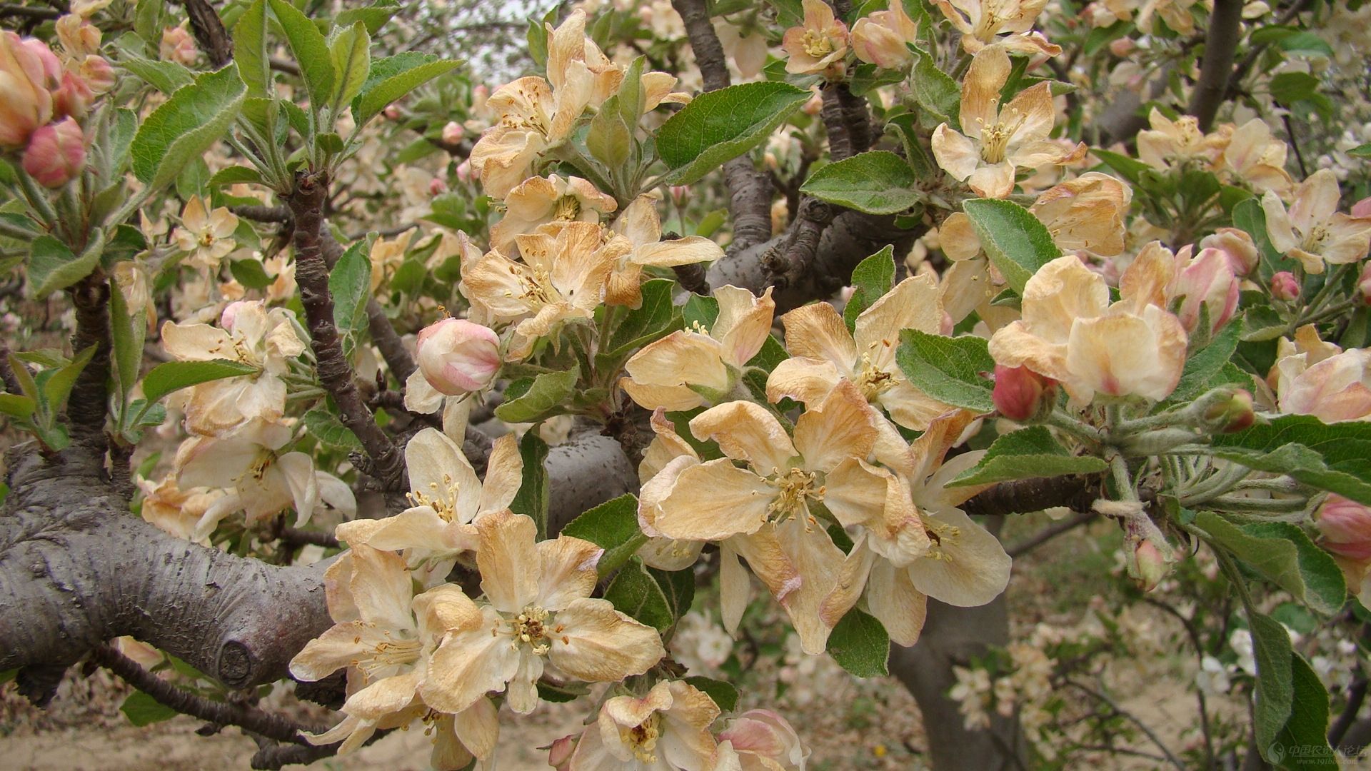 七项技术措施帮助果树安全过冬,果树过冬的正确方法