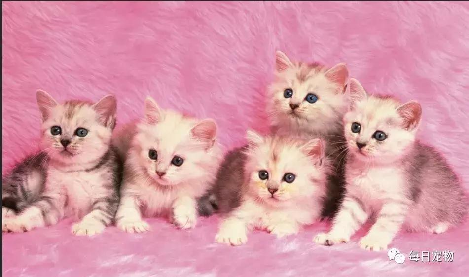 宠物店名字高端大气,你想做一家与众不同的宠物店吗