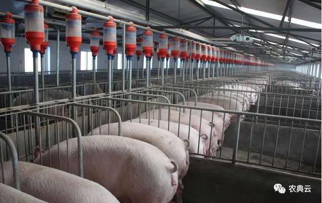 母猪舍怎么建便宜好用,母猪舍建造