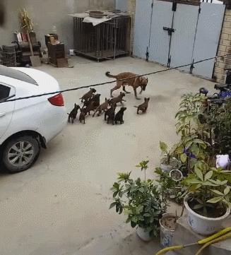 母狗一窝生九条狗好吗,母狗为什么一胎能生那么多