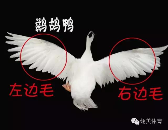 「干货」*片毛**与常识的完美结合，让你在大千羽毛球中精准定位