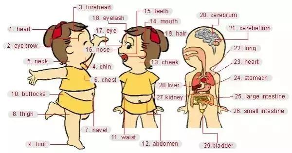 33张图让你记住英语中所有生活用词｜疏桐国际教育