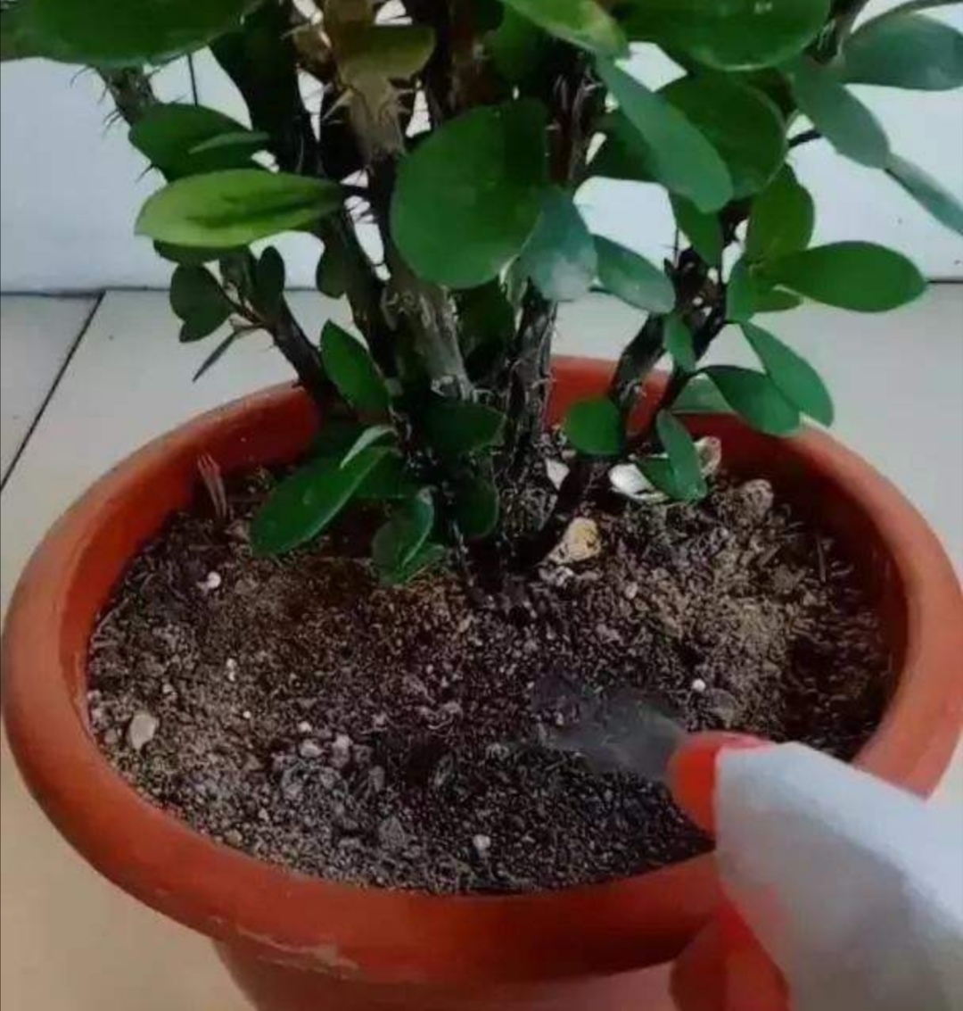 给家里的花草上什么肥料好,给花草浇水用什么水