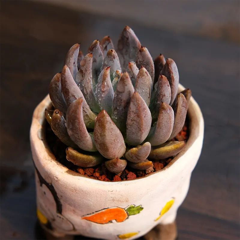 有暗纹的多肉有哪些,暗纹系多肉有哪些