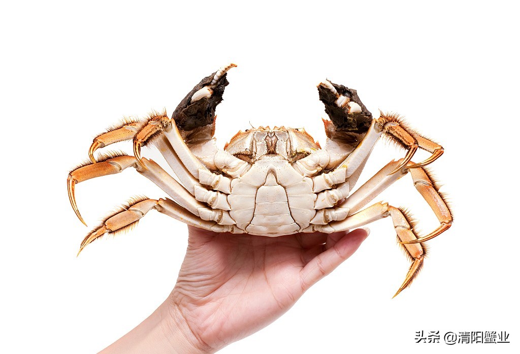怎么分辨熟母蟹和公蟹的区别,如何区分公蟹还是母蟹