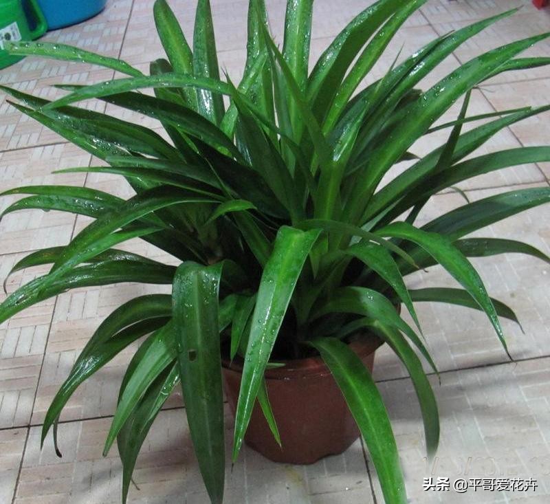 新房除甲醛哪种植物最好最有效,什么树除甲醛效果最好最快