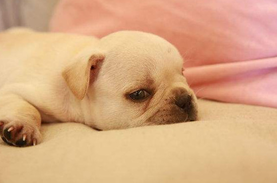 主人一说话狗狗就发抖,狗狗不停的抽搐点头