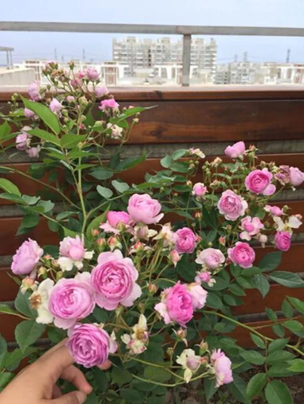 适合栽种在阳台上的月季品种,适合阳台种植的月季品种推荐