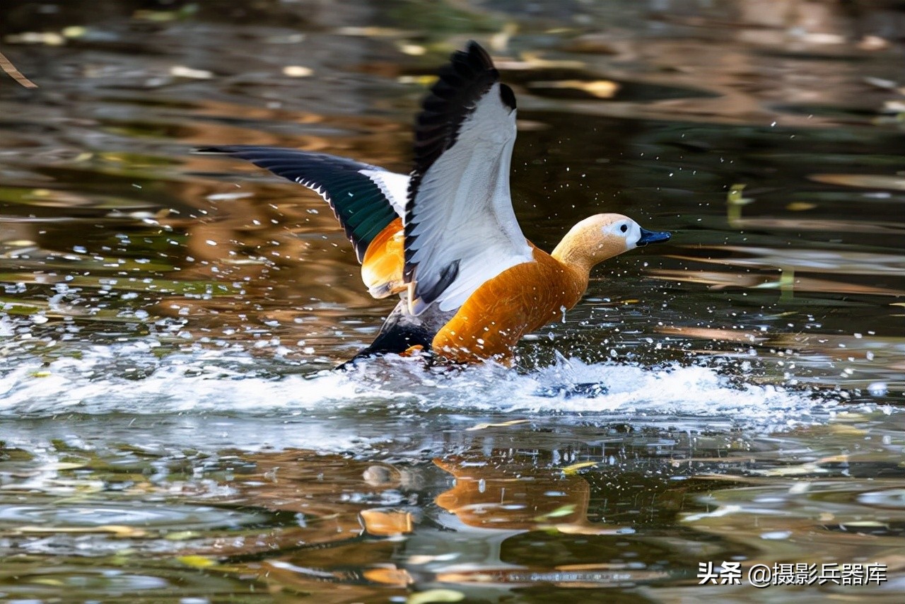 佳能eosr跟rp哪个好,佳能eosrp深度测评