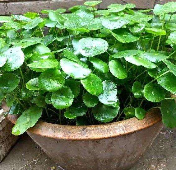 废弃水缸多肉植物造景,坛子种碗莲怎么种好看