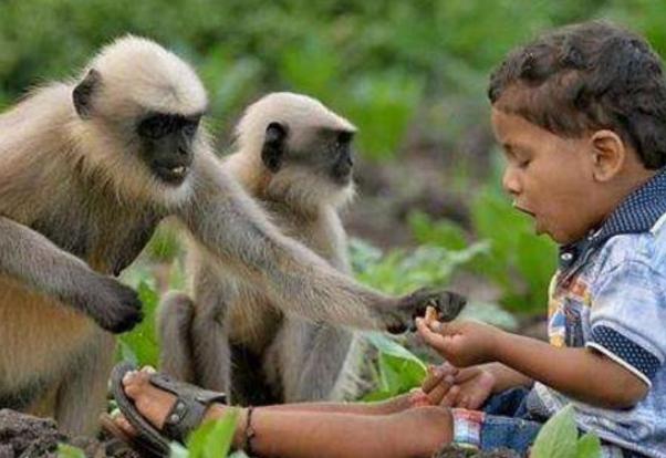 印度一物种泛滥“无恶不作”，政府不得已放大招：抓住一只奖五十