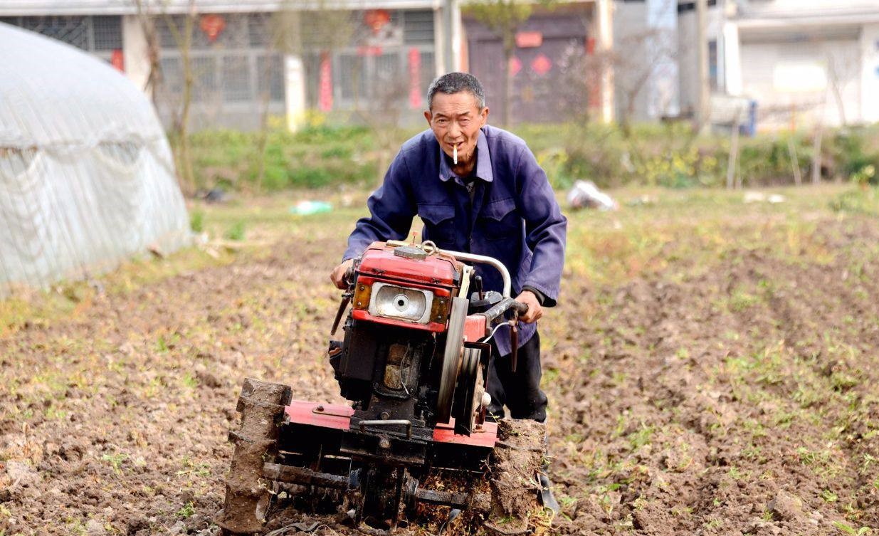 大白菜白斑病怎么消除,大白菜白斑病严重图