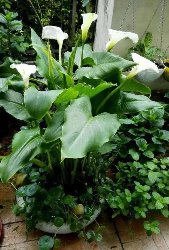 马蹄莲和铜钱草区别,半土半水铜钱草养护分享