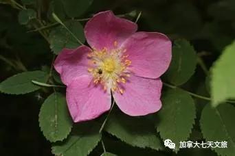 加拿大的国花是什么花,加拿大的国花国树图片