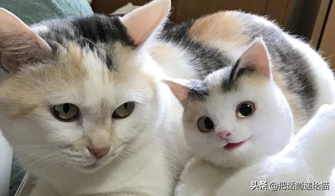 日本网红猫包,日本网红猫咪包