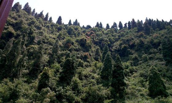 黄山的金凤凰,山沟里的金凤凰湖北