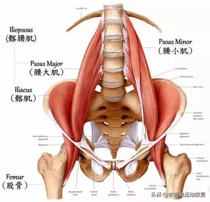 骨盆不正的危害动画视频,骨盆不正危害图片