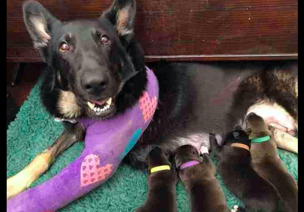 德牧怀孕58天趴窝里不动,怀孕德牧40天